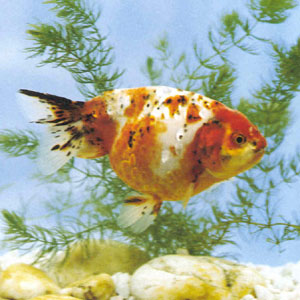 ʮ���������м��أ�������Ʒ�֡�Ψɫ���˾��к�ߣ���λ��ͷ����λ����ѡ�