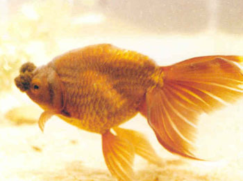 �ϵ���1956�����г��֣����γ�Բ�Ƶ���β�����󣬶������Ϊ�±���Ʒ�֡�