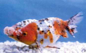 ��ɫ��������ʮ��������ɡ��������廨����ɫ������Ҫ��������ߡ���ɫ�в����ٺ�ɫ�������׳�Ƶ���β��������������Բ��ɫ�ʺ�����������ߣ�������Ʒ��