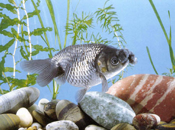 ������Ҳ����ʮ�������Ʒ�֣��жϺ󣬽����ָֻ���ɫŨ��Ϊ��Ʒ��