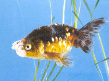 ��1956��ѡ���ɹ��������人�н���չ������չʾ��������л�ɫ��ϡ�٣��ʶ��ܵ����͡��������ζ�׳����ɫ���ơ�ȫ��ɢ����ڵ���Ƭ�����Ƶ�ɫ����Լ��¶����������Ƥ���־����򣬹�����