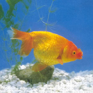 �����Դ�����ܹ�Բ��Ϊ�ѣ�������ֻ�������ҶԳƣ��ž��й��ͼ�ֵ�������Ʒ�ֲ��٣��к쵰�������򡢻����򡢲�ɫ����������ȡ�