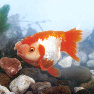 ��ɫ�����䣬����ɫ����Ƕ�Գ���Ϊ��������ɫ���ƻ������ޱȣ��������Ʒ��