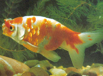 ����Ʒ������1893��ҦԪ֮��������Ҷͤ�Ӽǡ�һ���м��ع������гƴ������������Ӳ������Ƭ����ν���ۣ���͸���ۣ���ɫ�ʣ�������Լ�ɼ�����Ӳ����ɫ�ʣ������е��з��⣬�еĳ���ɫ�ʶ��޷��⡣����������Ϊ�࣬Ӳ�۷�ɢ���ߴ�����Ƭ�ı�ͳ��Ϊ�����������峤Բ�����к��ɫ����