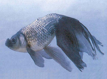 ������β��Ϊ����β���߳�֮Ϊ��������䲻�󣬵�β�����峤���ұ���ֽ���ζ�ʱ����ɴ���裬ͣЪʱ������ɢ������ޣ���̬���ˡ�