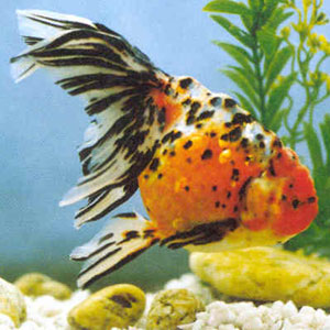 ���˹�ѡ����Ʒ�֡���ͨ���������������ͬ�ȴ�С���еĽ�һ�����������ʵ���γɵ��������ǰ���ζ�ʱ�����Ұڶ�������ʨ�������򣬶���ϲ����������˹��޼���������һֻ����ķ�������һֻ�������������