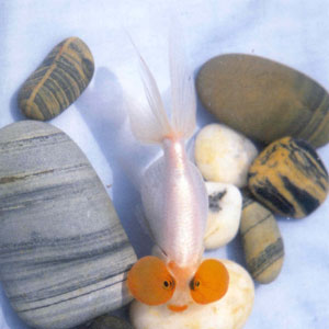 ����1941��������ɣ���ϧ�ж϶��ꡣ1982�꿪ʼ���ӻ�ˮ����ѡ��ͨ���ɫ��ͷ���ߺ�ߵ�Ʒ�֣��������귽�����ɹ�����������ɫ��������ֻˮ�ݣ���������͸������ׯ���ţ����º͡�