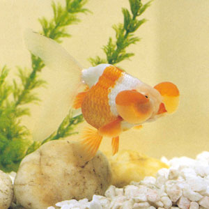 ˮ��Ʒ��ɫ�ʷḻ����ˮ�����Ժ����ɫ��Ƕ������Ϊ��Ʒ��