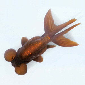 1984���ں�ˮ���з���һ��ɫ�ʱ��죺ˮ���������������ã�����ͷβɫ�ϣ�����������ɫ�����������⣬����ں�������ɫ����������������ɫ�����ȶ���