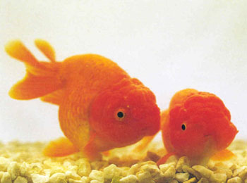 �����ձ�����谮�Ľ��㣬�й���������Ҳ��һ�£��г�֮Ϊ��ͷ�ģ�����ʨ��ͷ������Ϊǡ������Ʒ������Ѿ��������ڡ��ն��Ž�ͼ�鼯�ɡ������������־�������ж��м��ء���Ԫ1748�꣬�ձ��İ���ϲ֮��֮Ϊ���ѳ桱���������ڡ���������ݡ��ϡ�