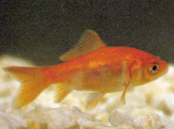 �����β���س����ɴ��峤��һ�����ϡ�β���ֲ棬������β�Σ���ȡ����β���ζ�ʱ����̬���ˣ�������ǿ�����������������졢���Լ�������Ļ�ɫ�⣬���в�����ɫ���ɫ��β��