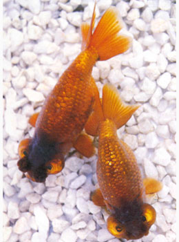 ������ɫ�ʱ仯���࣬1984��ŷ�������ɫ�ġ�����������������ɫ���������β�̣���Ʒ�����������Ѷ��ܵ����ӡ�