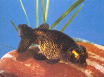 īɫ�������Ǵ�1985�꿪ʼѡ���ġ���ʱ��ɫ��ǳ������������������ɫ�������ȫ���ںڣ������ϣ��ۿ���������⣬����ÿɰ���С��è��ʮ���п���