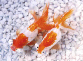 ��Ʒ�ֺ����ɫ����Ƕ�����ϲ������������ƽֱ�޸ߵ͡�