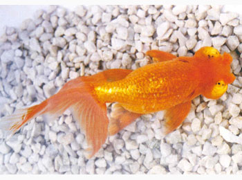 ������ĳ���������ʮ��������ֹ�һ�ֽ��ɫ�ģ������³��ֵ���ɫΪ���졣���������������ϣ�����Ҳˮƽ������