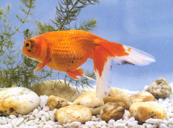 ��Ʒ�ִ������仯���������ɫ�������������뵰�����ƣ�������͹�����ڹ�Ԫ1726�����ġ��Ž�ͼ�鼯������䡷һ���������ش��ֽ���ͼ����������������ȱ�ٱ����ģ���˵������ʱ�������������������ֵĻ�ɫ���࣬Ϊ֤ʵ���ڷ��������ġ�������������ռͬ�ȵ�λ����ע��ѡ������ͻ�䣬������ʶ�ؽ����ӽ�ѡ�������껨ɫ�ͱ��������ࡣ�������ֵ��в���������������������ɫ������Ʒ�֡�