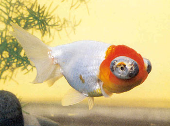 ������ͷ�����������Ĳ��࣬���������䲻���������ɫ���ޣ�����������֮����