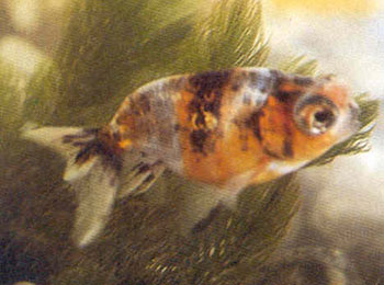 ������ɫ�ʲ��࣬1986��������ɫ��������ģ���Ȼ������Ƿ�����ɫ�����棬����ܵ���ӭ��