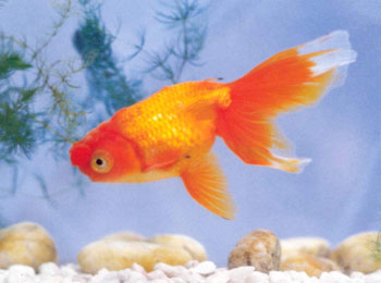 �����ֱ�Ĥ�����γ���������֣�������ʮ��������ѳ��֡����жϣ�1985���ִ������ı�����ѡ��������