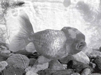 ����ͨ���������۵�ͷ���ٳ����������������ʮ��ǰ���ú�ʨͷ�������������ӽ����ɣ���ϧֻ���ֹ�һβ����Ϊ�ѵá�