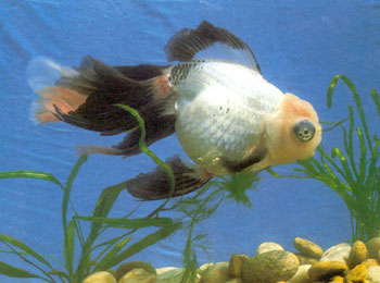 ��ɫ������䣬ͷ���ǡ��ۡ�β�����ʺ�ɫ��ɫ����ϲȵ����ɫ�������С��һ�����ڰ׷�������������Ϊ��Ʒ��