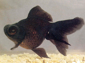 ������ֵĺ�ɫ�������ī������β������������������ڹ�Ԫ1592����֣������Ľ�������ɫ�������º��������ת����ɫ�����̶���ת�������ް�ĺ�ɫ�����Ϊīɫ�㡣ÿβ����ɫ�Ľ��ȿ�����һ������ʼ�ղ��䣬������������Ũ����ī�ߣ�������Ʒ��