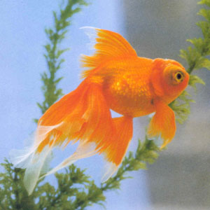 ��ɫ���죬β��ʮ�ַ�����ȳ�������һ�����ϣ���һ���β�㻹Ҫ�󣬶���β���ķֲ����ʸ״������Ӳ����ʱβ��չ�����Ƹ߹����ų�ȹ��������裬Ӻ�ݻ��󣬱��з�ȡ�