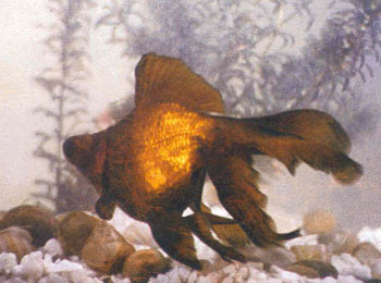 ȫ����ɫ�����ƿ���ɫ���Ա���ɫŨ�����򷢴��ҹ�Բ����������Ϊ��Ʒ��