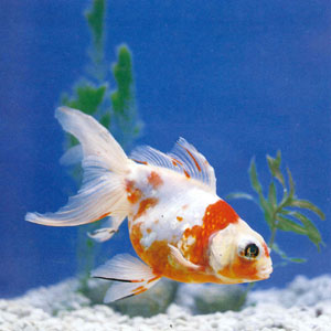 ������Ƭ����ͨ��ɫ��Ƭ��͸������ɣ���ʱҦԪ֮�ġ���Ҷͤ�Ӽǡ�һ�����ἰ��������Ƭ�γɵĻ�ɫ���ɼ���Ʒ�������Ѿá���ͨ��Ƭ�߷��⣬��͸���۳��ּ���ɫ���ɫ���޷��⡣��������ʺ�׻�ɫ�������ɫ��Ϊ�ɰ���