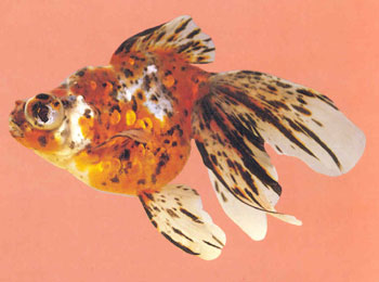 ��ɫ��������������Ƭ����ɫ�廨���������׼����к�׺���ɫ����̡�β������������͹��������Ϊ���ر������ϵĺ�ɫ�߲����١����꣬ɫ�߻�������Сɢ�����������ںڳ�Ƭ�ĸо���ʹ������ɫ��ʰ�쵣�ʮ��������