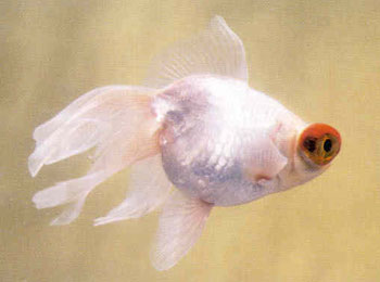 ���������ɫ���������⡣��ɫ��Ȼ��������������һ��Ϊ��ɫ����˸���⣬��һ��Ϊ��ɫ��������解��ʶ�������