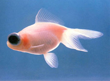 ȫ����Ƭ�򲻾߷�����֯��͸��������ɫ������Ҳ��Լ�ɼ����ʳ�͸���㣬���������㡣������Ϊ����������Ƭ����ʵ�ʲ���ȱ�٣�������ȡ��ˮ�⣬��ˮ�ɺ���Ƭ����һ���֣���������������֮���Գ�����ɫ���Ǳ�Ƥ��Ѫɫ��͸����Ե�ʡ�������������������򲻽��������Բ�Σ�����ɫ���ں�͸��������ҫĿ���������ѣ��ɴ˵�����