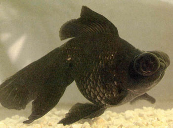 Ϊ���ݽ������ɵ���Ʒ��ͨ�������ī��β������ȿ��ұ�������ͦ�Σ��ſ����ƿ�ȸ�������������β�����˶�ׯ�󷽣���ȡ������ĵ���������������������ǳˮ��������㣬�Դٽ�������