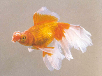 ����ı�Ĥ��С����������ı�Ĥ�ر𷢴͹���ڱǿ��⣬�γ��������ʽ�������ζ�ʱ�����Ұڶ������з�Ȥ������Ҫ���ʵ��Բ���������˺�ȴ���ܸ�ԭ���Ѿ����ֵ�Ʒ���У�����������������������������ȡ�