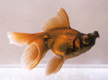 ��Ʒ�ֱ���������������������������Ҫ��������������ͬ���Խ�ʵ����ԲΪ�ѣ���ɫ���Ϻ�Ϊ��Ʒ��