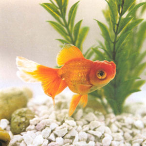 ��ͷ�����о���˫�����߱����������ͷ���������߸�¡��������Բ�ִ�ɫ��Ũ�����������Ϻ�ɫ��쵣��������⣬β����չ������������Ʒ����Ʒ��������ʮ��������Ѿ�ѡ���ɹ���