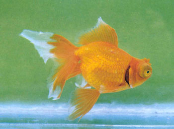 һ��������ǽ�����ǻ���������������ȴ���ⷭת��������������ձ���֮Ϊ������������������˿��Ȼ��¶��û�����Ǳ�������Ҳ������˶����׸�Ⱦ������Ӱ��������������ǳ������1925���״��ڡ�����ı��������ݡ�һ�����ᵽ�ģ���δע��������������һ������С�����֤�������г��ַ�������ʮ��֮�󡣳��ֹ���Ʒ���л�������������ɫ�������������������������ȡ�