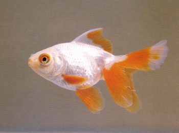 �������ڰ������н����³��ֵ�һ�ֱ��졣����������˸�����ء�����β���ͱ������ǲ���£��ʮ������ɫ����׶Գƣ�ʮ����Ȥ���κ�һ��ȱ�ٺ�ɫ��������������ѡ���ѡ�