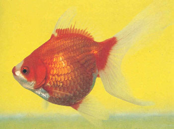 ɫ�ʺ����䡣����ɫ��Ƕ�������ҶԳƣ���������ˣ�����Ҳ�ߡ�