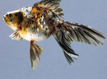 ȫ������ͨ�ۡ�͸���ۺ���͸����������Ƭ����ɫ���ֺ�����������ϵ���ɫ����ʰ�쵣��ǳ�����������ͷ�����к���ɫ����Ϊ��Ʒ��