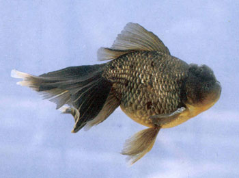 ɫ�����ڣ�ͷ������΢΢¡���������β���ʱ�������Ϊ����ɫ�������������ˡ�