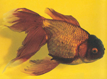 ��ʮ�������������ѡ�����ɣ����в��������ɫ�ϵ���������Ƿ���ͨ������ѡ������������������ߣ�ϲ���߽��࣬�����Կ��ߡ���ɫŨ����Ϊ��Ʒ��