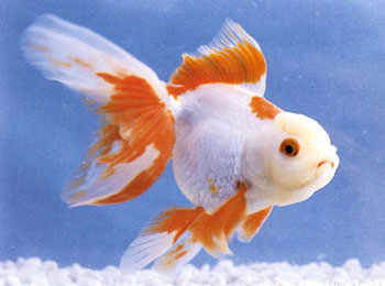 ��������ɫ�����ƣ������ɫ����಻�ܻ�ӭ����������Ҳȫ�����ף������и���ȴɫ����ޣ�������ɫ��������Ʒ����ѡ�ϸ����岻����˿����ߣ�Ϊ�������һ��ͻ�䡣��������ѡ������Ʒ�������࣬��������ѡ���������ʺ�ɫ���±���Ʒ�֡�