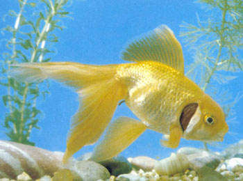 �����з�����һ�ֲ�̬�����ǵı�Ե�������ⷭת������������˿��¶���⣬����һ���˿ڡ������ı���Ҳ���Ŵ�����֧�䣬����ĺ�������Ӱ�졣���㲡�ڣ���������Ӧ�����ڼ�������Ϯ�ƽ�֮һ������������ĵֿ�����ʤһ���ɫ��ͷ�����ۼ���ͷ�ͷ������ֱ�����һ�壬�������˸ߣ����Ƿ�ת�ﵽ����һ���ߣ�������Ʒ��