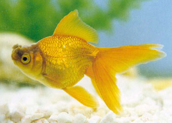 �ϸ�ͷ��������ʮ������������ɣ���һ���жϣ�������ѡ���ɹ�������ɫ�ĵ��������ϻ�ͷŨ�ҡ�