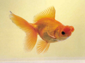 ��״��һ������㣬Ψ��Ĥ����γ�һ����״����Ҷ¶�ڱǿ�֮�⣬�������򣬸����Ƕˡ�������������ڵ����У�����˶���ԲΪ�����ҶԳƣ��ζ�ʱ������Ʈ������������������򻨡���С����Ҷɢ���߾�������Ʒ��������Ҷɢ������ʳʱ����������첿��Ӱ��������������˺󣬲���������