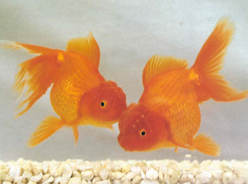 �������ͷ���ƣ�Ψͷ��������������ͷ��һֱ�������գ��Ե�ͷ�����������Է�����ʵ���������Ǿ�������������Ϊ���ձ���֮Ϊ������ʨ��ͷ������ʱ�����ձ����컢ͷ���е�ͷ���м�����������·�����绢ͷ���е�����������·���Һ��ߵĶ�ͷ���ƣ�������������ͷ��������·�ܲ����ݮ�߸�����Ʒ���컢ͷ��ɫ����������Ϊ��β�����󳤴�ɫ�������ߣ����ܹ���ϲ����