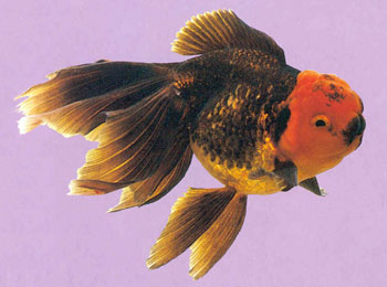 ����ȫ��������β��������Ũ��ɫ��ͷ������ɫ���ʺ�������������ɫ��Ƕ��Ϊ����ɹ���ǣ��ۡ���Ĥ������ʺ�ɫ���������������õ�������ף������ֱ�ȡ��Ϊ�������㡱���ǳ�ϡ�٣��������󡣸�Ʒ�ִӷ�������������ʮ��֮�ã������Ա���Ϊ��������ϡ��Ʒ�֡�