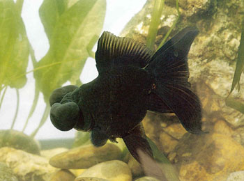 ˮ���۸�ɫ��ȫ��ֱ��1982�귽ʼ����ȫ����ɫ�ߣ���ϧɫ�ʽϵ�����ɫ��΢���졣��������ѡ���������ˮ����ɫŨ��ī��Ϊ�󡣴����о�������������������ˮ�ݡ�