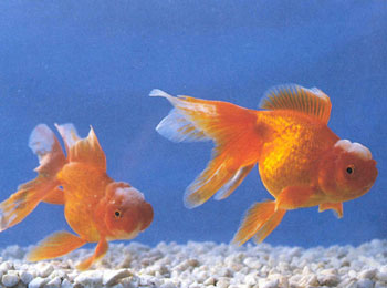 �ǴӺ��ͷ�б仯�����ģ�������ʮ����ʷ��ȫ��ɫ�죬ͷ���������������ѵõ��ǣ��������а�ɫ�����Ʒ�������ӡ��������ӡͷ��������������ʵ���׿鷽����Ϊ��Ʒ������ɴﵽ��ӡ��׼�ߣ���֮�׶�����Ϊϡ�٣�Ҳ���߼����㡣